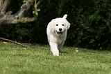 GOLDEN RETRIEVER 959